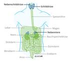 Übersicht Schilddrüsen-Nebennieren