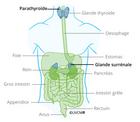Thyroïde et glandes parathyroïdes